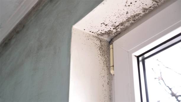 Best Black Mold Removal  in Lisbon, ME