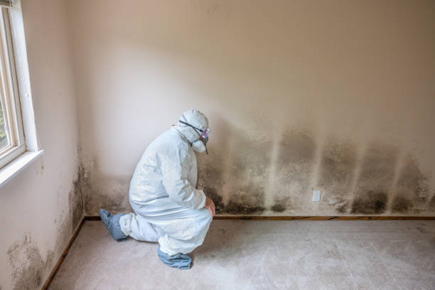Best Toxic Mold Removal  in Lisbon, ME
