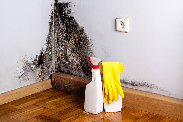 Best Mold Cleaning Services  in Lisbon, ME