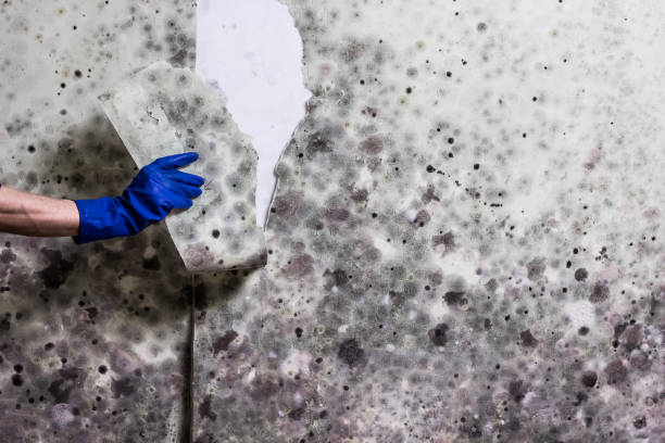 Best Commercial Mold Removal  in Lisbon, ME
